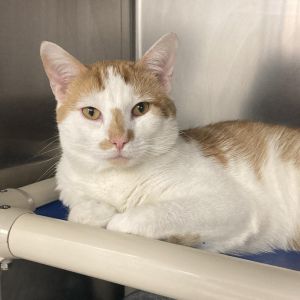 This handsome boy is Manuel At just over three years old Manuel is the perfect young kitty for any