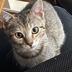 If this animal is located at our Manhattan Adoption Center head in to meet them and see if you are