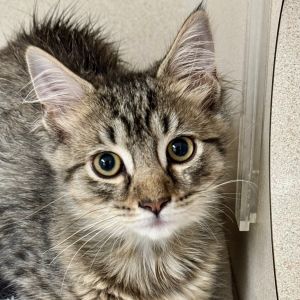 This little cutie is going to make a wonderful best friend and companion If this animal is located 