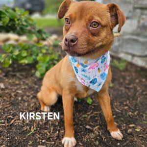 Sweet Kirsten has traveled a long way from Tennessee in search of a quiet patient forever home wher