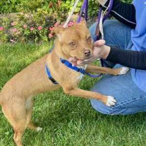 Sweet Kirsten has traveled a long way from Tennessee in search of a quiet patient forever home wher