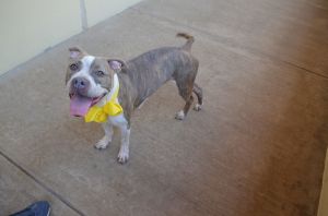 Tempest, Adult Female Pit Bull Terrier