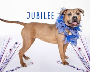 Jubilee, Adult Female Pit Bull Terrier