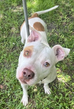 Toni, Adult Female Pit Bull Terrier