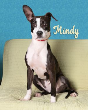 Mindy, Young Female Pit Bull Terrier
