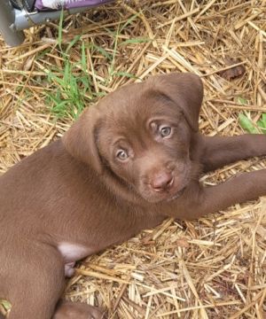 Liam, Baby Male Mixed Breed