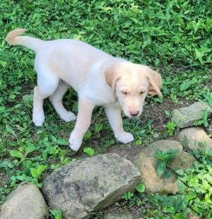 Lex, Baby Male Mixed Breed