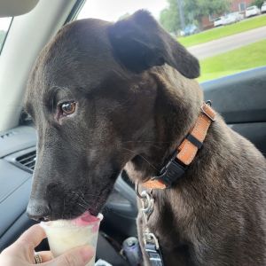 Paisley, Young Female Mixed Breed