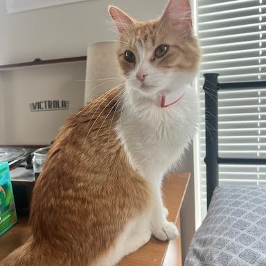 Tammy