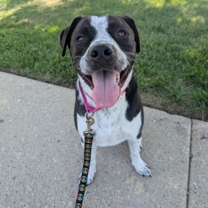 Broose, Adult Male Mixed Breed