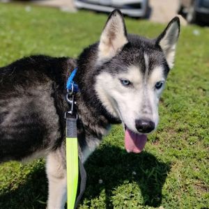 Kyle, Young Male Husky