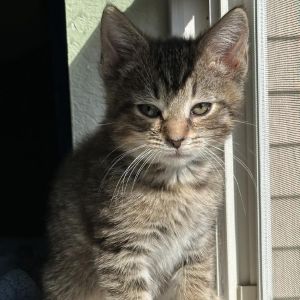 Bleu, Baby Male Domestic Short Hair