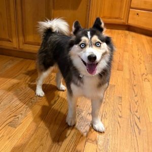 Flicka, Adult Female Pomeranian