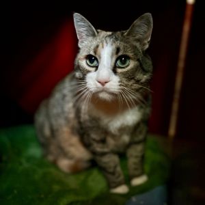 Trixie, Senior Female Domestic Short Hair