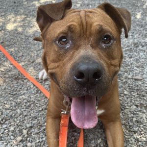 Bear, Adult Male Mixed Breed