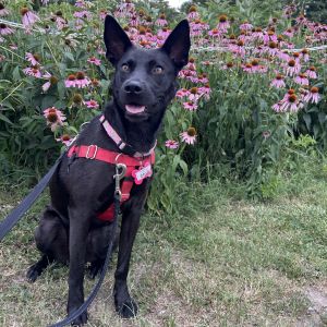 CoCo, Young Female Retriever