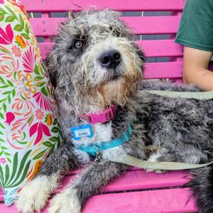 Gyro, Adult Male Terrier