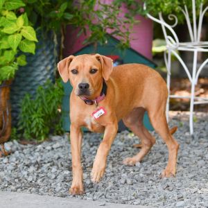 Lizzie, Young Female Labrador Retriever