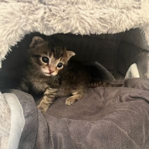 Ruben, Baby Male Domestic Short Hair