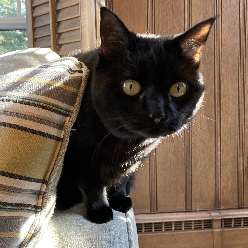 Bella