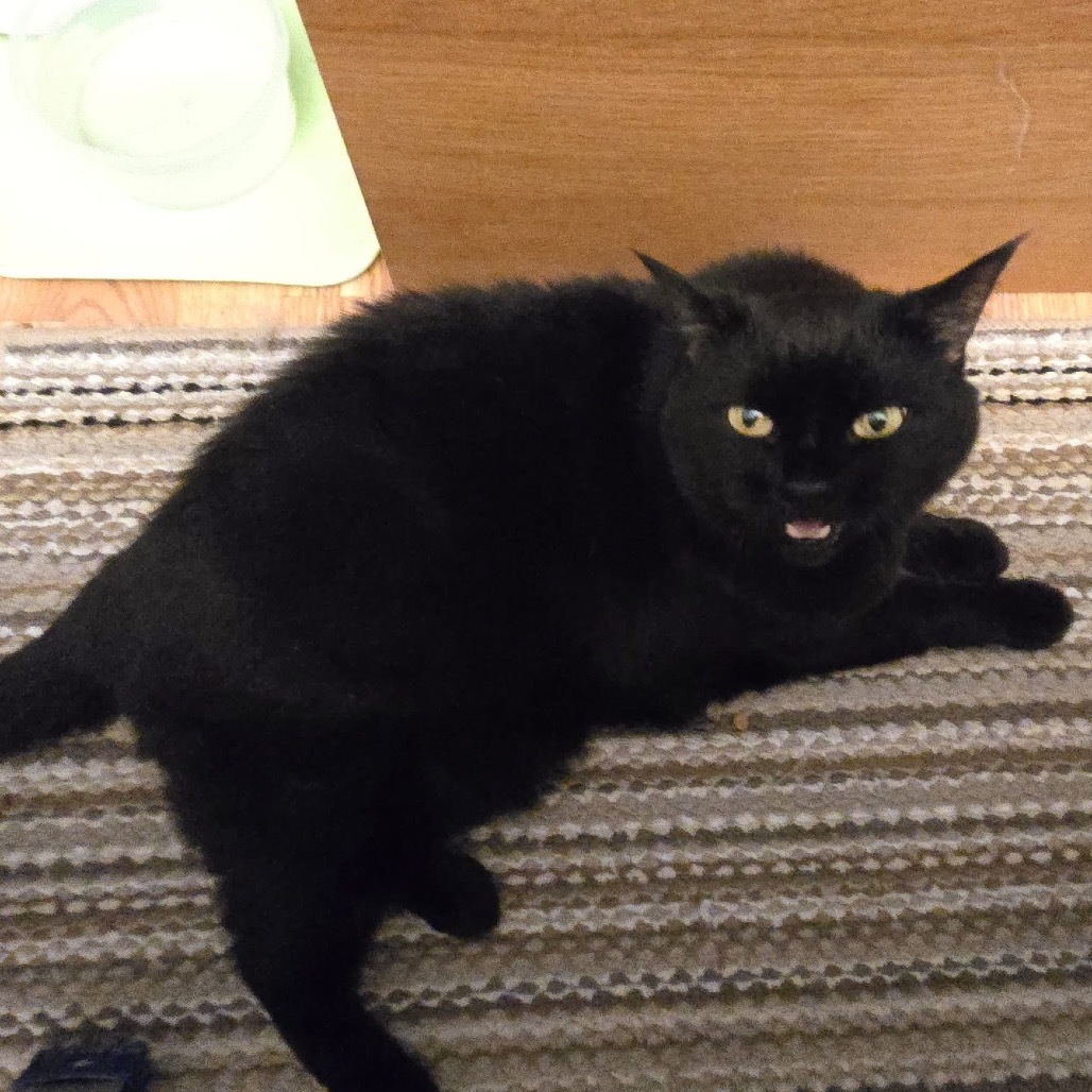 Bella