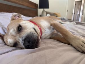 Ollie, Adult Male Pit Bull Terrier