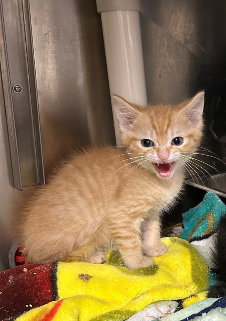 Tobi-Adoptable Awaiting S/N