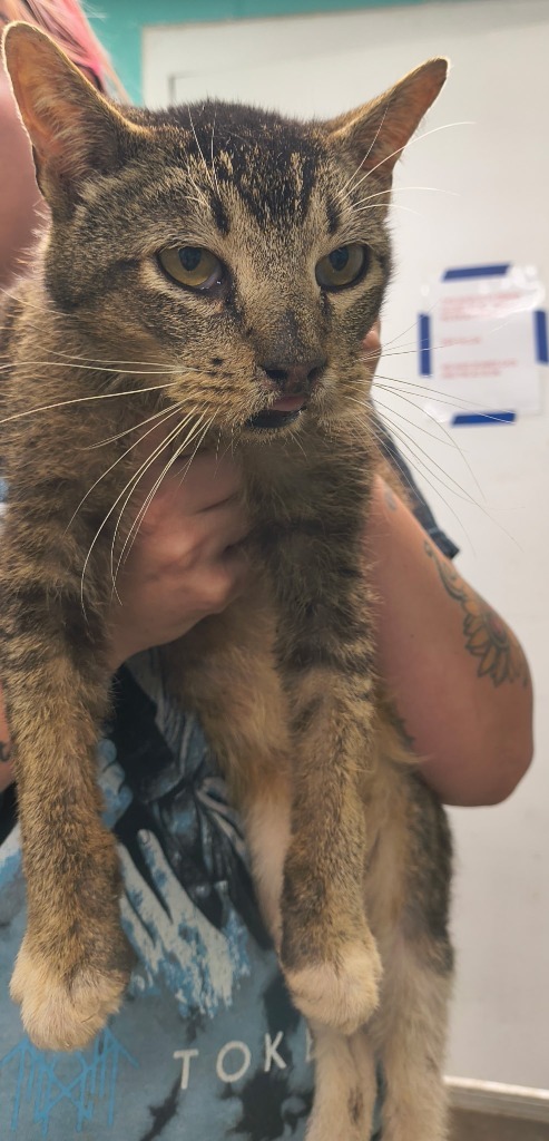 Peach-Stray hold until 7/2/25