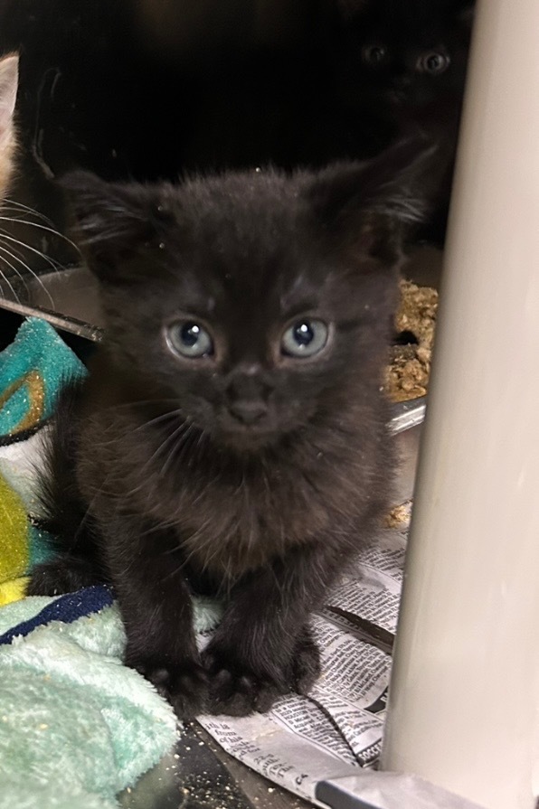 Duckie-Adoptable Awaiting S/N