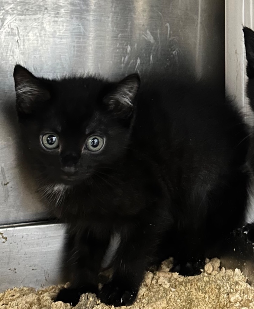 Sheba-Adoptable Awaiting S/N