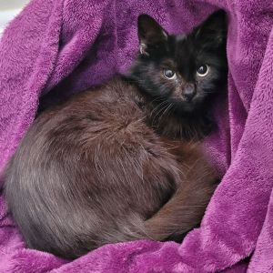 Holiday, Young Female Domestic Medium Hair