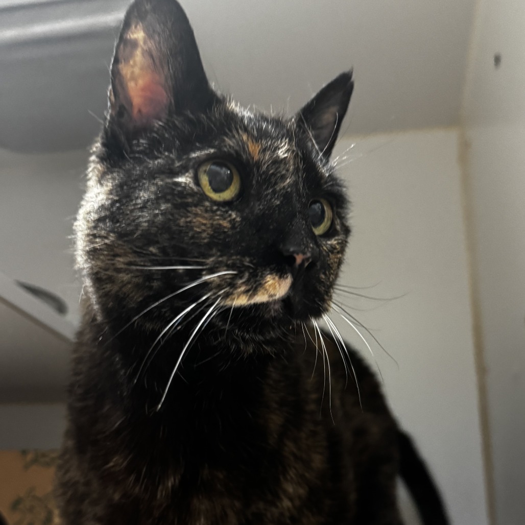 Trinity, an adoptable Domestic Medium Hair in Incline Village, NV, 89451 | Photo Image 2