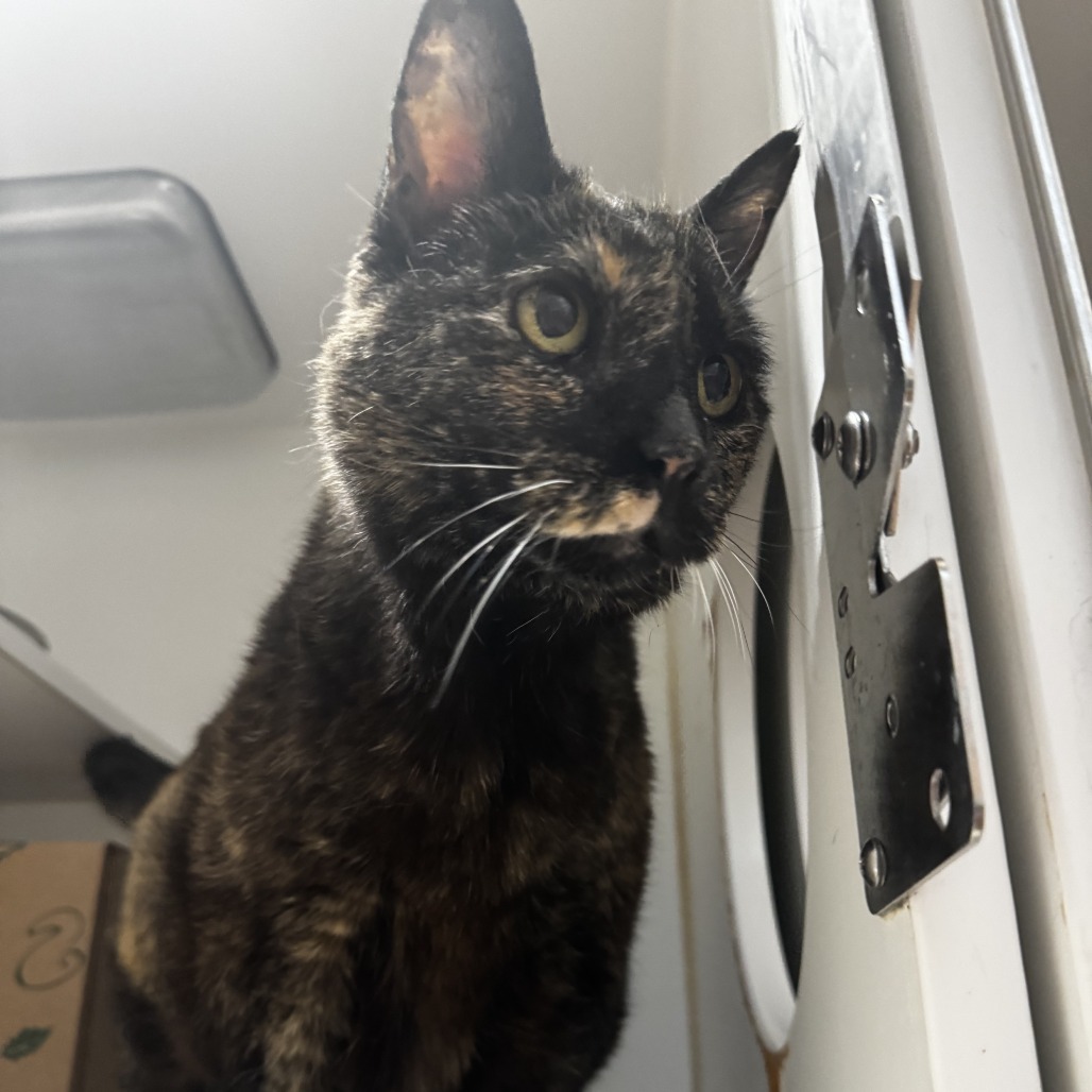 Trinity, an adoptable Domestic Medium Hair in Incline Village, NV, 89451 | Photo Image 3