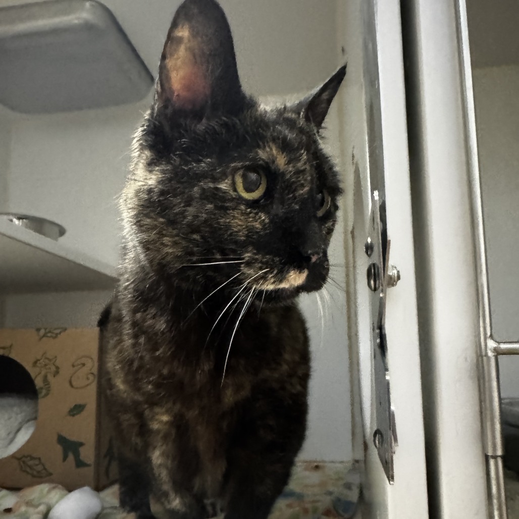 Trinity, an adoptable Domestic Medium Hair in Incline Village, NV, 89451 | Photo Image 4