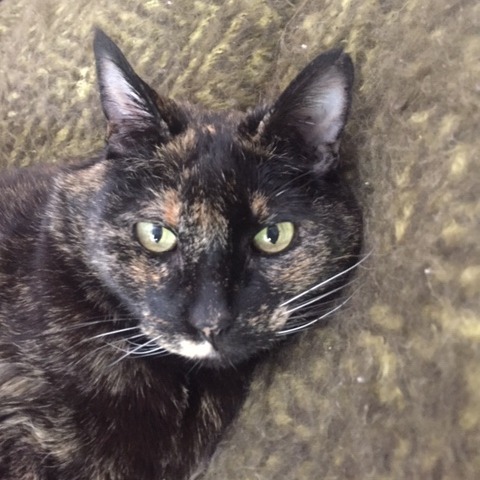 Trinity, an adoptable Domestic Medium Hair in Incline Village, NV, 89451 | Photo Image 5