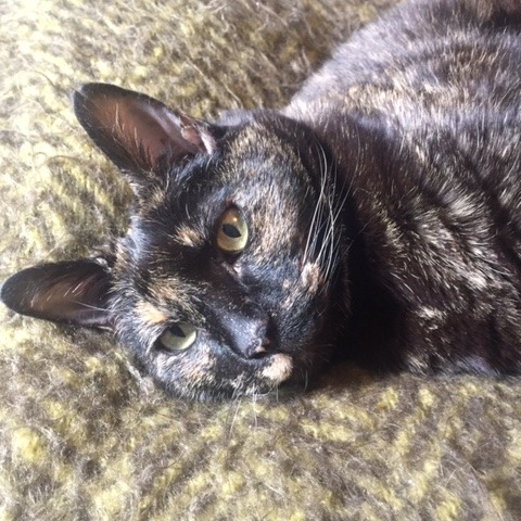 Trinity, an adoptable Domestic Medium Hair in Incline Village, NV, 89451 | Photo Image 6