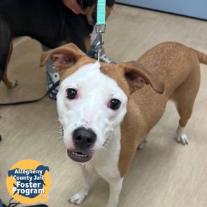 Ethel, Adult Female Mixed Breed