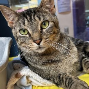 Pleco, Adult Male Domestic Short Hair