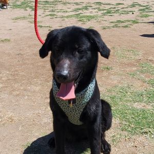 Bella OS NV PDR, Adult Female Black Labrador Retriever