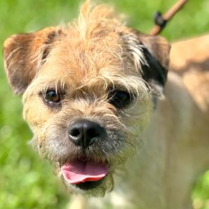 Luca - Chino Hills Location, Adult Male Terrier