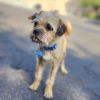 Luca - Chino Hills Location photo 5