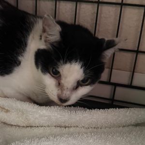 Jinx C000-336 - Claremont Location, Adult Female Domestic Short Hair