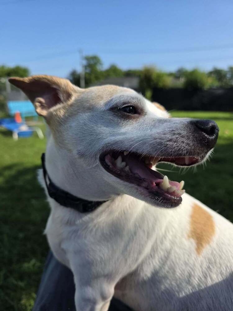 Angel