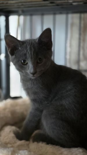 Jay, Baby Male Domestic Short Hair