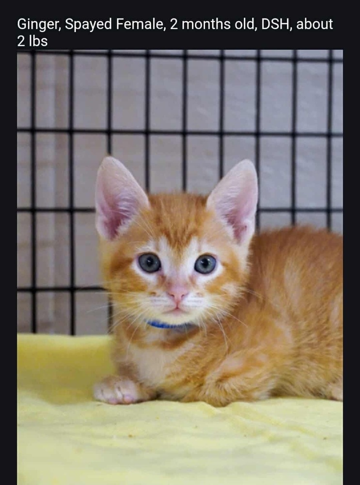Ginger