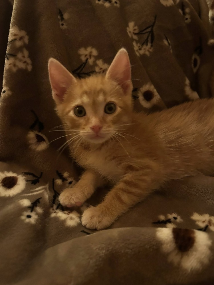 Ginger