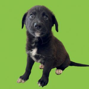 Dawns, Baby Male Collie