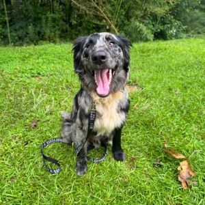 Roper, Adult Male Australian Shepherd