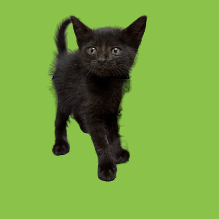 SunBear, an adoptable Domestic Short Hair in Tuscaloosa, AL, 35401 | Photo Image 1