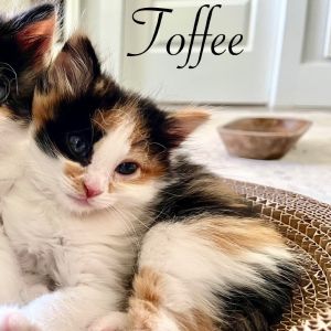 Toffee, Baby Female Domestic Short Hair